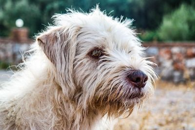 Close-up portrait of dog