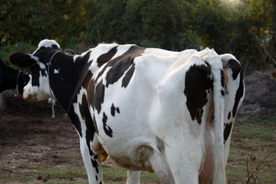 Cows standing in a field