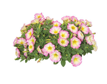 Close-up of pink flowering plant against white background