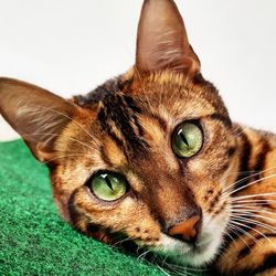 Close-up portrait of cat