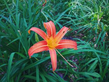 Close-up of day lily blooming outdoors