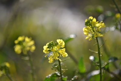 Close-up of yellow flower