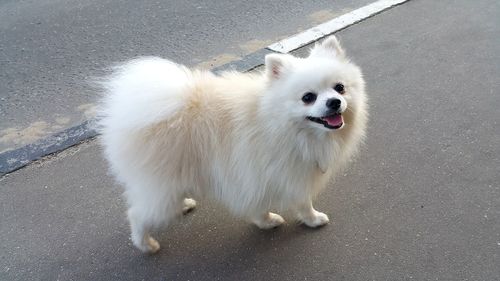 High angle view of a dog on road