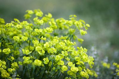 Close-up of green flowers blooming outdoors
