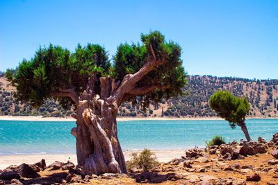 Scenic view of sea against clear blue sky