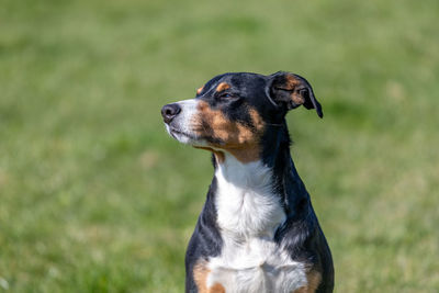 Close-up of a dog looking away