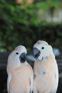 The white cockatoo or umbrella cackatoo