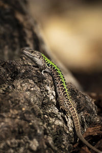 Close-up of lizard on rock