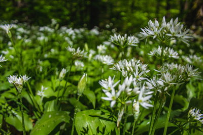 Close-up of white flowering plants