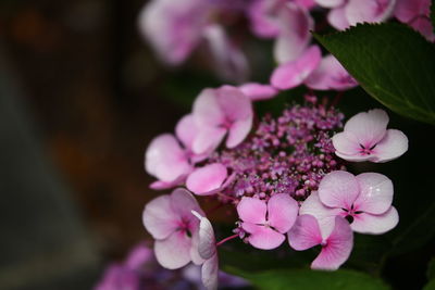 Close-up of pink flowers blooming outdoors