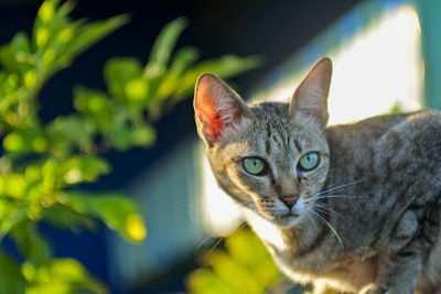 Close-up portrait of a cat