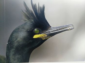 Close-up of bird against blurred background