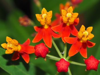 Close-up of red flowering plant