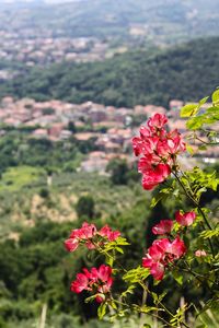 Close-up of pink flowers blooming outdoors