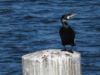 Bird perching on wooden post