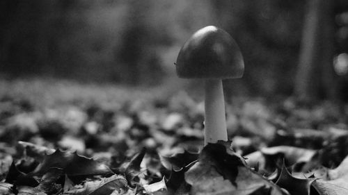 Close-up of mushrooms growing outdoors