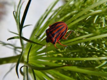 Close-up of insect on leaf