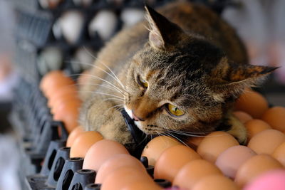 Close-up of cat relaxing