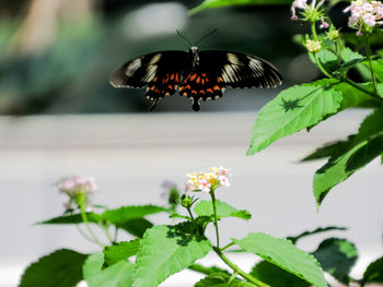 Close-up of butterfly pollinating on flower