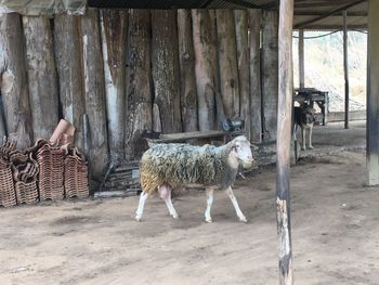 Horses in pen