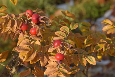 Close-up of red berries growing on tree