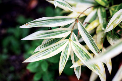 Close-up of plant