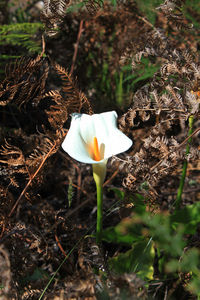 Close-up of crocus blooming outdoors