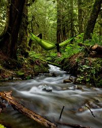 Stream flowing through forest