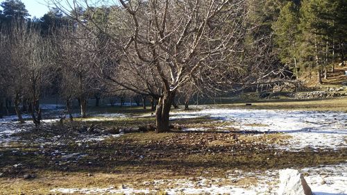 Bare trees on snow covered field