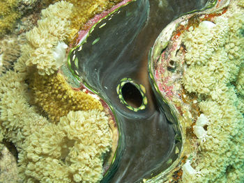 Fluted giant clam 