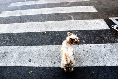 Cat on road