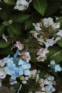 High angle view of pink flowering plant