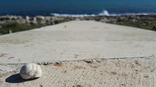 Close-up of shell on beach