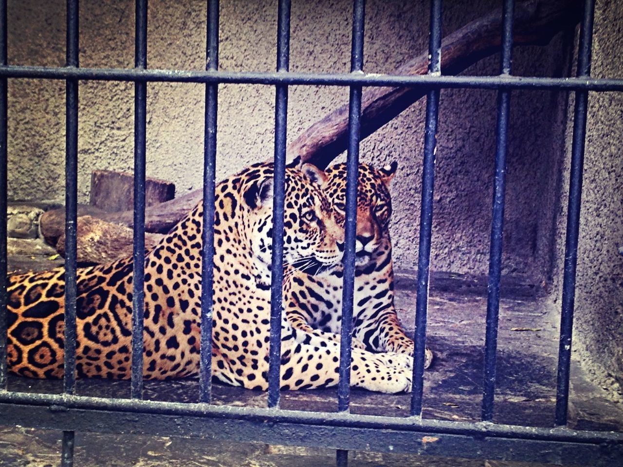 #lol #jaguares