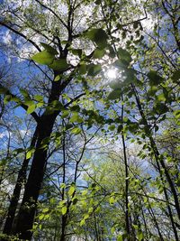 Low angle view of tree in forest