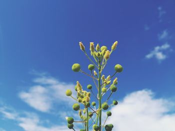 Low angle view of plant against blue sky