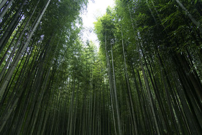 Low angle view of bamboo trees in forest