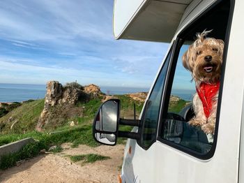 Dog on car window