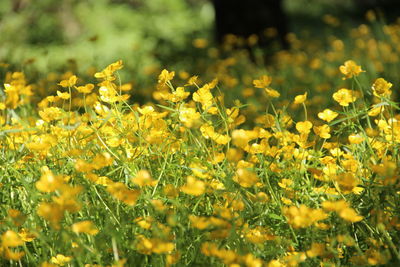 Close-up of yellow flowering plants on field