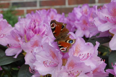 Close-up of insect on flowers