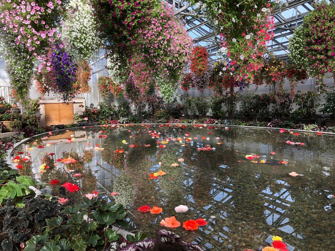 SCENIC VIEW OF FLOWERING PLANTS IN PARK