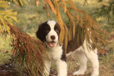 Portrait of a dog on field