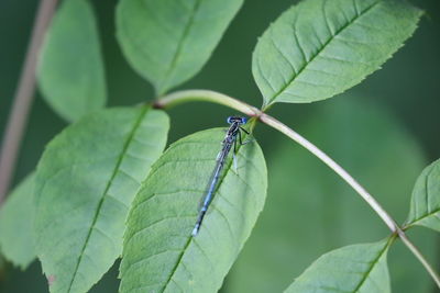 Close-up of dragon-fly on leaf