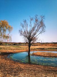 Bare trees on landscape against clear sky