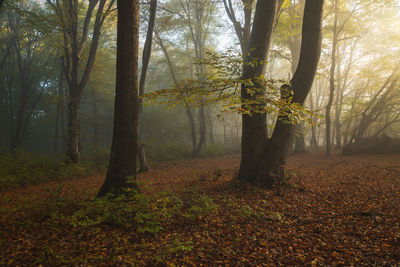 Trees growing in forest during autumn