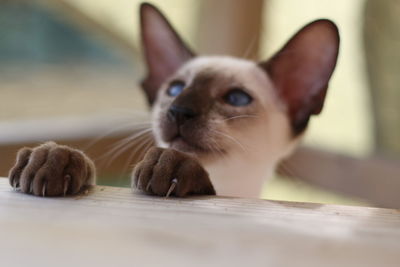 Close-up of a cat