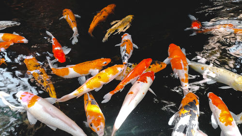 High angle view of koi carps swimming in pond