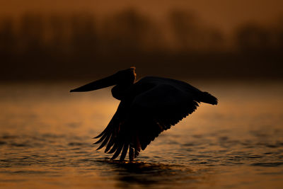 Bird flying over sea during sunset