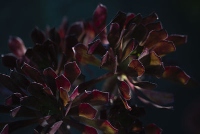 Close-up of succulent plant