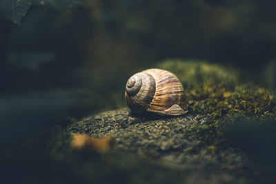 Close-up of snail on c